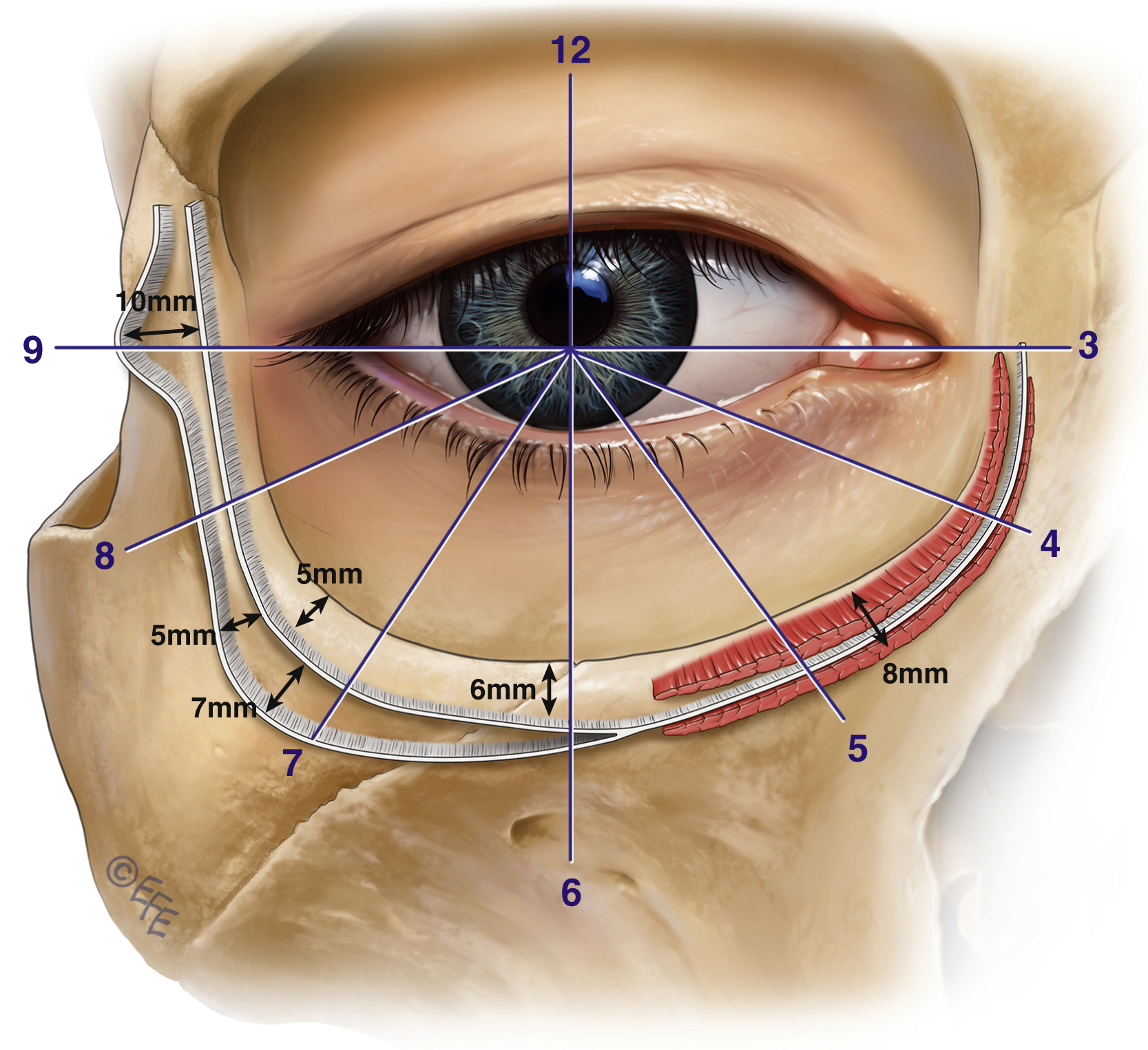 Нижняя века. Orbicularis Retaining ligament анатомия.