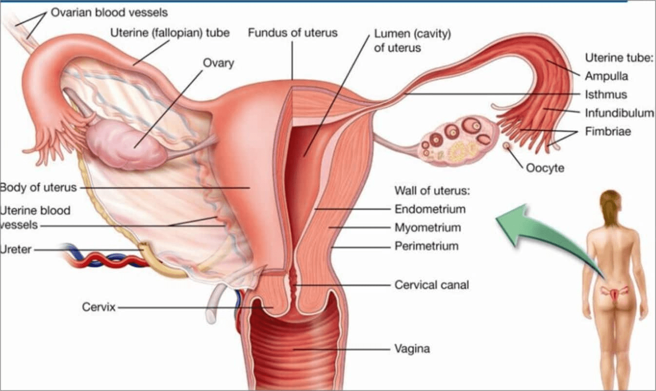 Репродуктивная система человека анатомия
