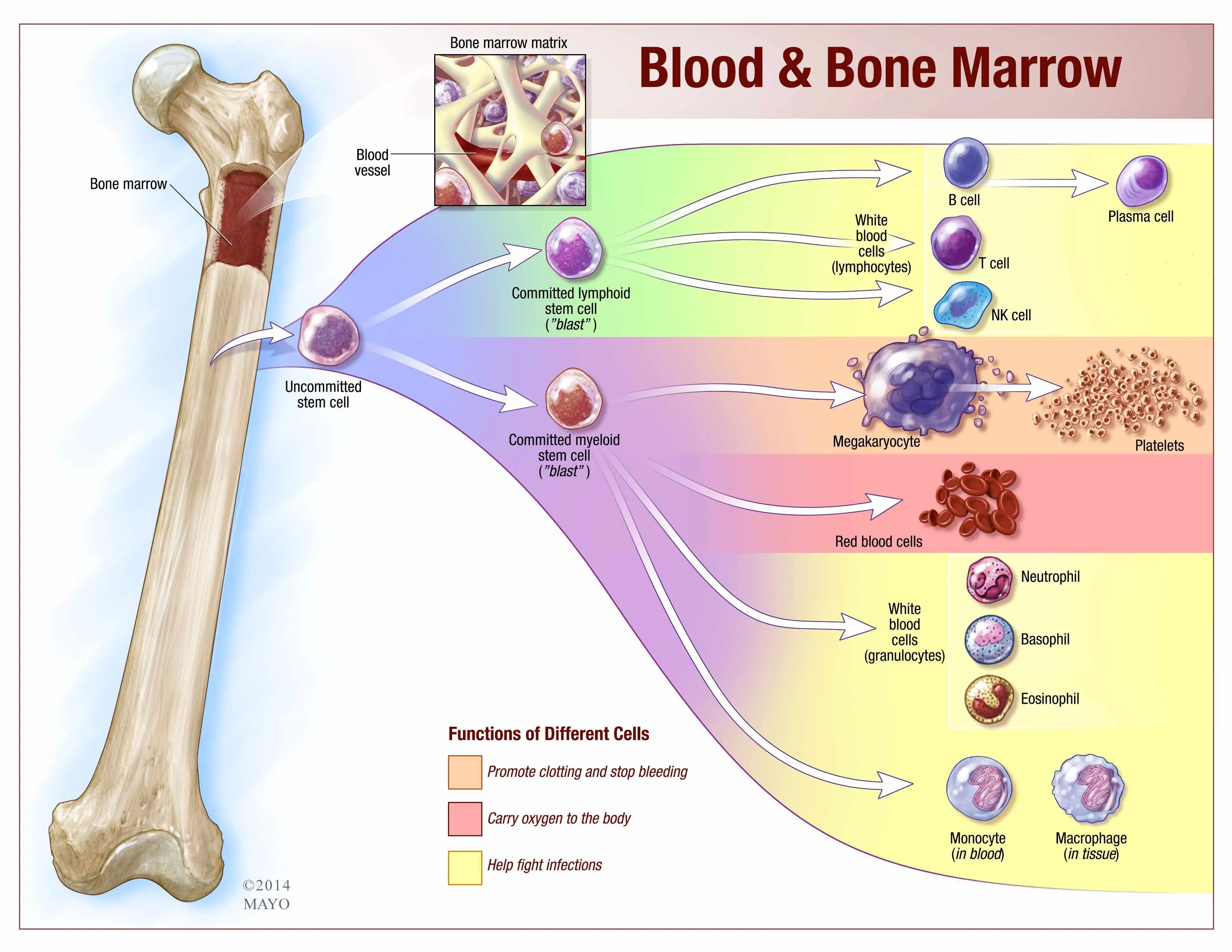 Где купить костные мозги. Костный мозг Геншин. Стволовые клетки костного мозга. Стволовая клетка костного мозга. Bone marrow Cells.