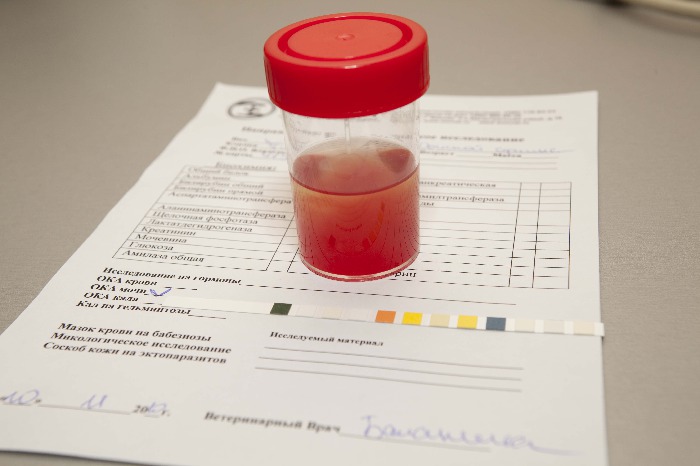 trace-intact-blood-urine-urine-test-definition-disease-detection-and