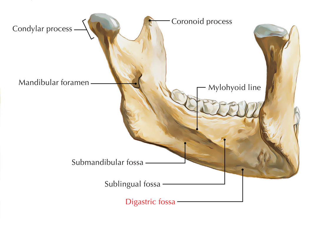 Mandibular condyle pain: Temporomandibular Joint Pain – Clinical Methods