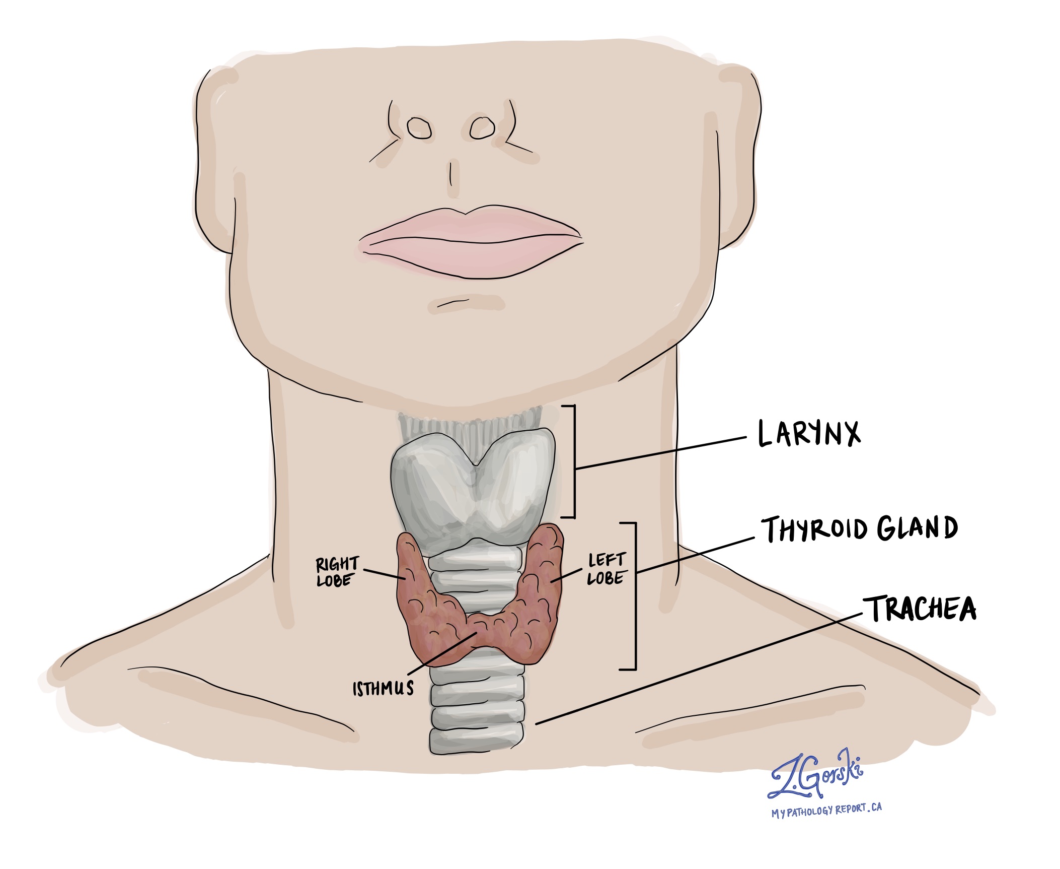 В какой полости расположена щитовидная железа. Щитовидная железа анатомия. Щитовидная железа анатомия человека.