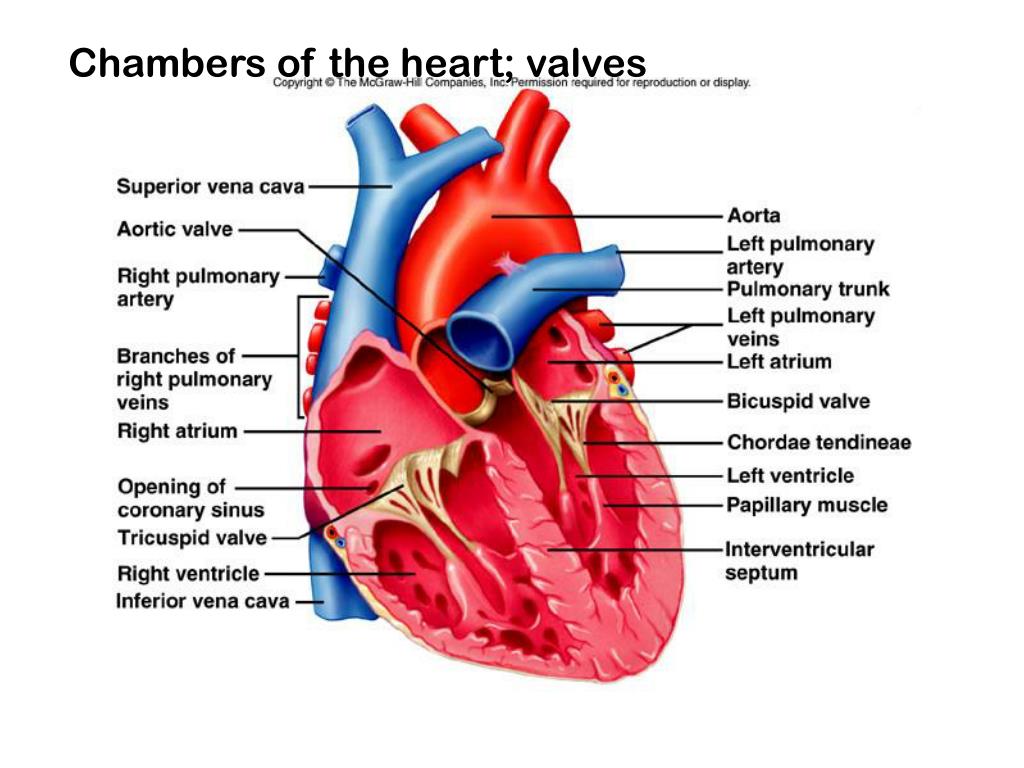 To the bottom of one heart. Heart Chambers. Сердце анатомия. Анатомия сердца на английском.