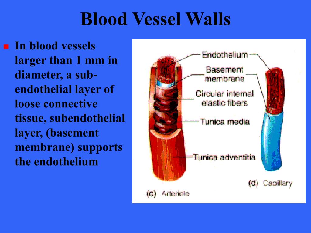 Укажи кровеносный сосуд. Capillary Vessels. Layers of the Vessels.