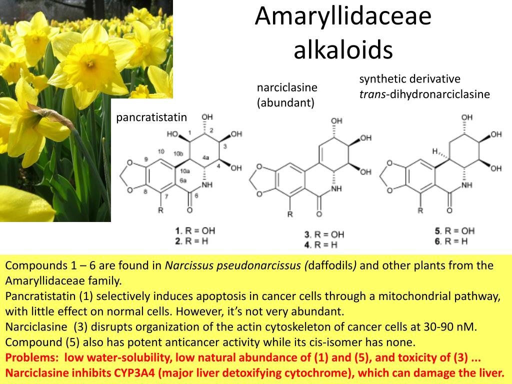Алкалоид в чайных листьях. Нарциссин формула. Алкалоид хигенамин. Алкалоиды у лютиковых. Алкалоид герцедин.