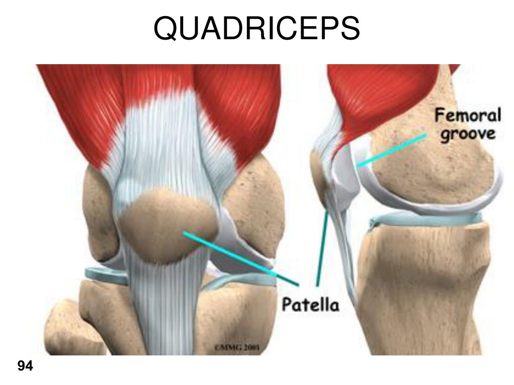 Коленная чашечка. Надколенник Patella. Patella кость. Os Patella анатомия.