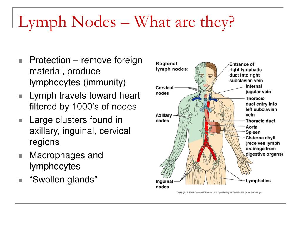 Swollen Lymph Nodes Rheumatoid Arthritis Are Your Swollen Glands A