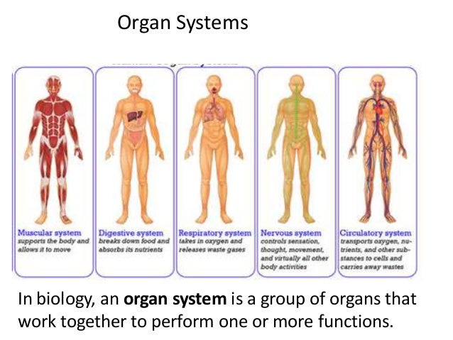 Human matching. Органы и системы органов человека. Organ System. Системы органов человека 11 штук. Human body Organ System.