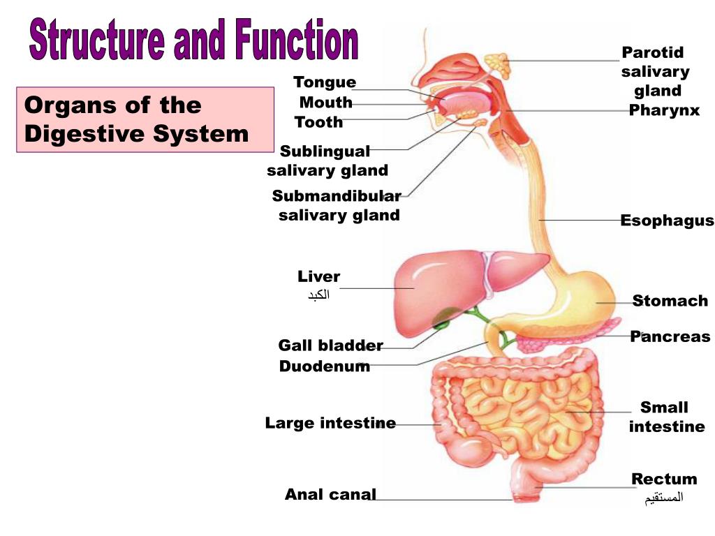 Пищеварительная система термины. Digestive System на англ. Пищеварительная система анатомия на английском. Железы пищеварительной системы английский. Органы пищеварительной системы на англ.