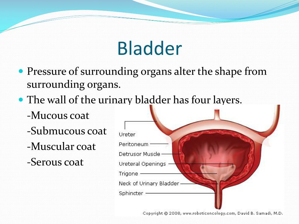 Вода попадает в мочевой пузырь через. Urinary bladder. Мочевой пузырь на английском. Мочевой пузырь на латинском.