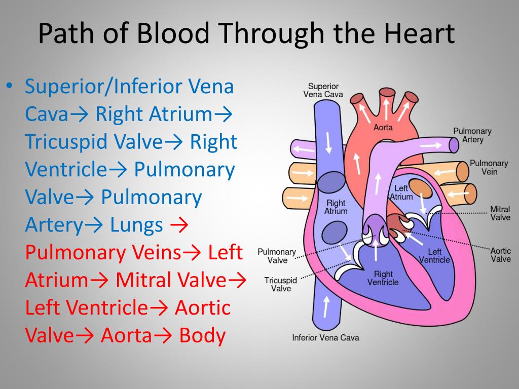 Blood rights. Heart Atrium Blood. Functions of Blood. Functions of the Blood таблица. The Heart ___________ Blood. Ответ.