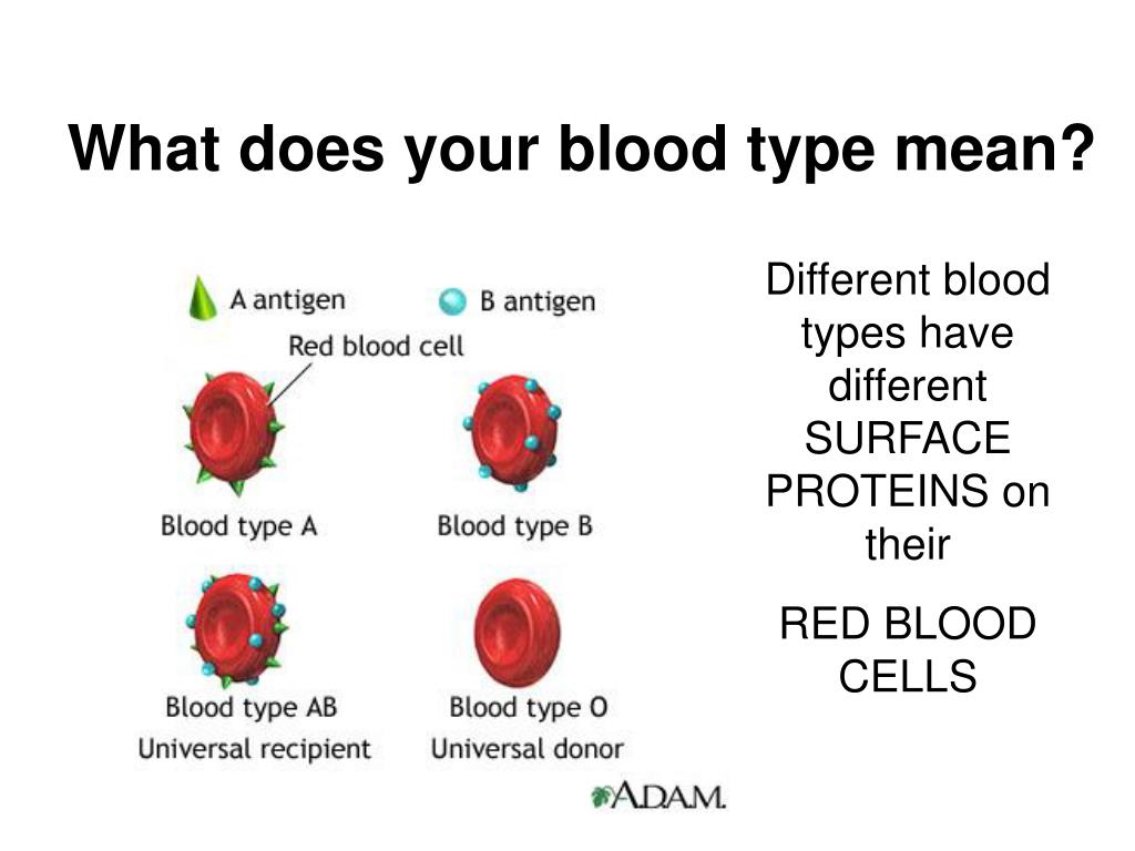What 3 this mean. Blood Types. Ab Blood Type. Blood Types in English. Blood Types in Russian and English.