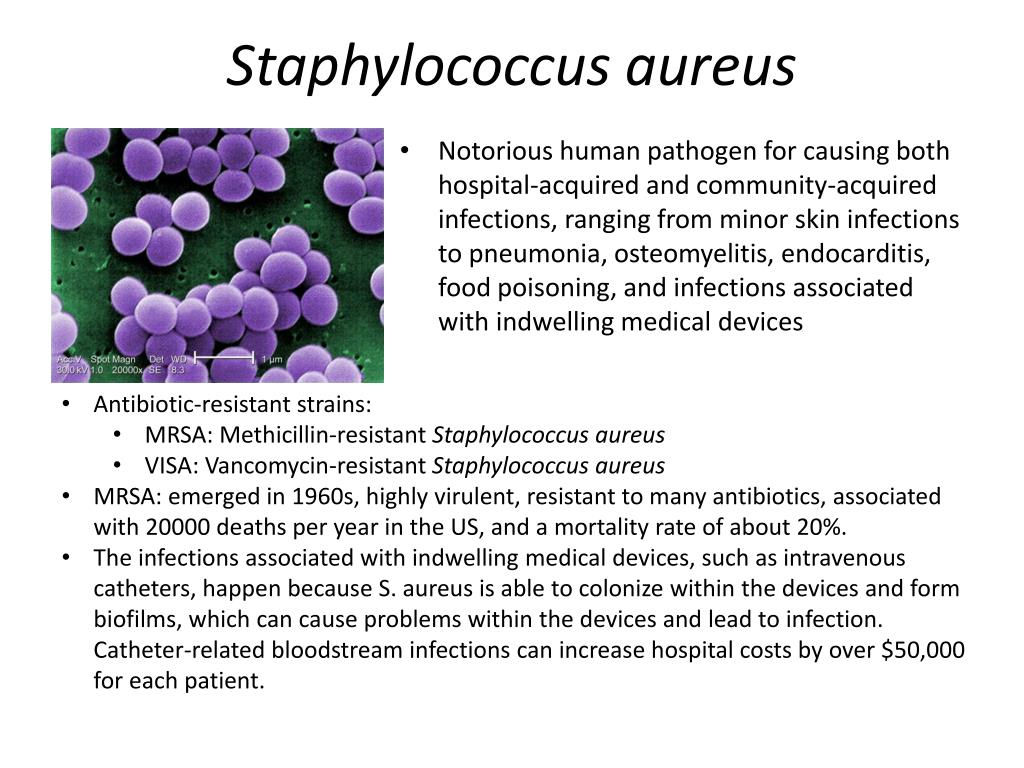 Staphylococcus aureus 5