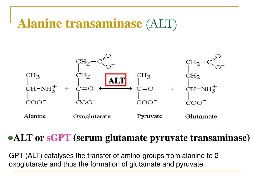 Аланин трансаминаза. Alanine Transaminase. Glutamic pyruvic Transaminase. Глутамат пируват аминотрансфераза. Аланинаминотрансфераза формула и структура.