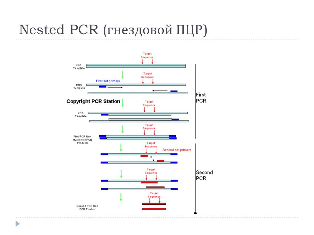 Что такое пцр. Гнездовая ПЦР. Гнездовая ПЦР схема. Метод гнездовой ПЦР. Вложенная полимеразная цепная реакция.