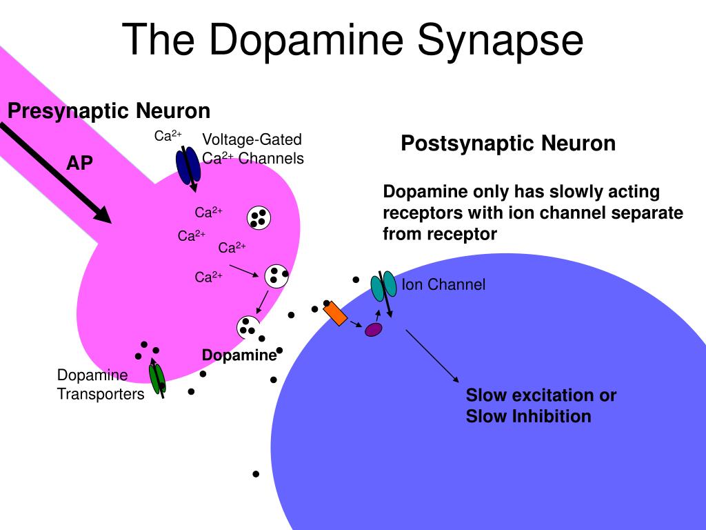 Допамин механизм действия. Dopaminergic. Dopaminergic neuron. Dopamine Addiction. Postsynaptic inhibition.