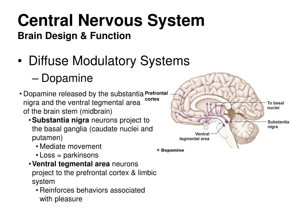 Nervous system brain