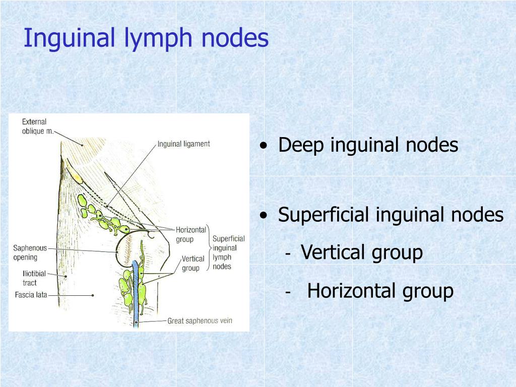 shotty lymph nodes change sizes when sick