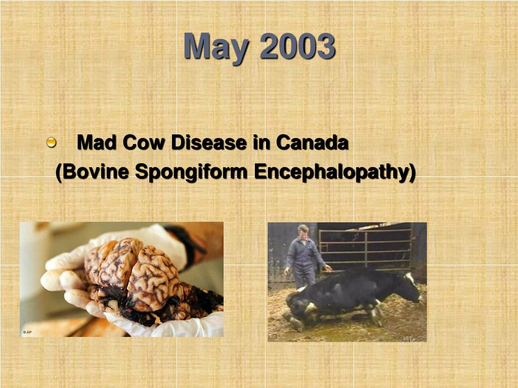 Mad cow disease. Mad Cow disease перевод. Mad Cow disease Map.