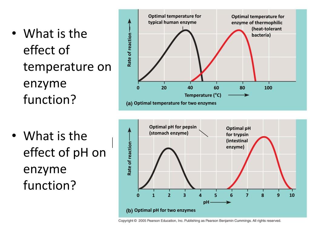 What causes enzymes to be elevated Elevated liver enzymes Causes