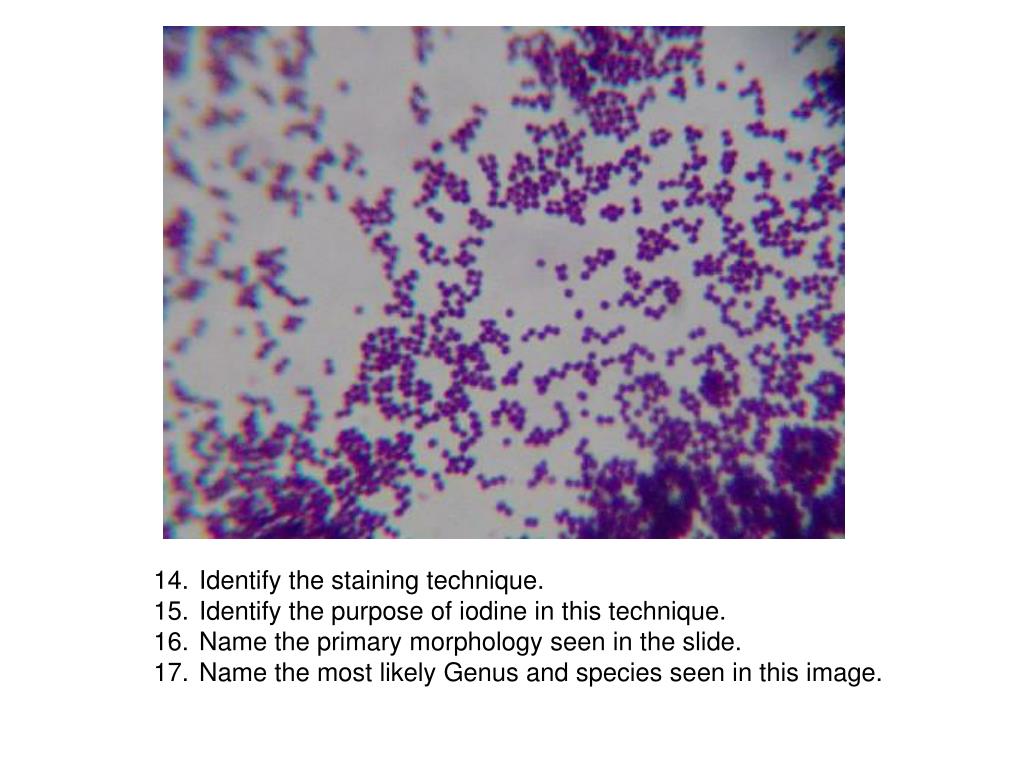 Стафилококк эпидермидис. Staphylococcus epidermidis: эпидермальный.. Золотистый стафилококк мазок. Эпидермальный стафилококк в мазке.