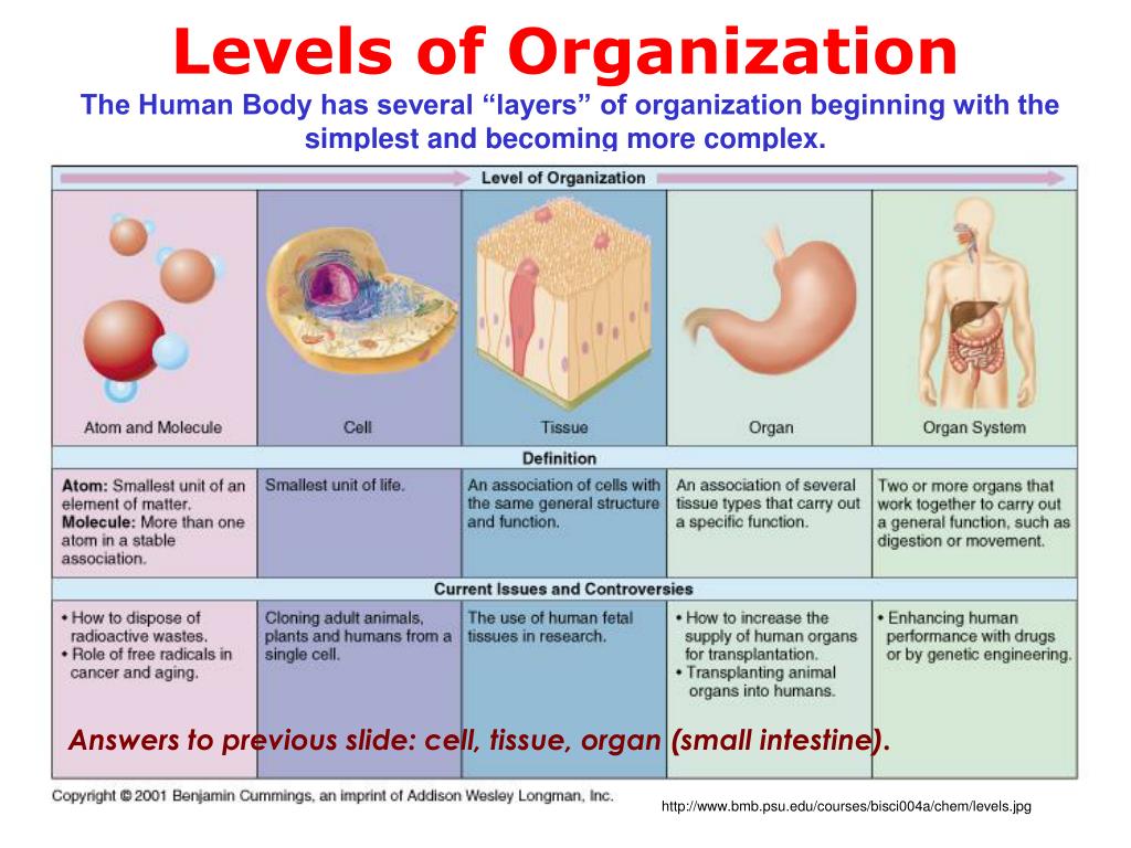 Human level. Cell Tissue Organ. Levels of Organization. Levels of Organization Cell to Tissues. The Structural Levels of the Human Organism.