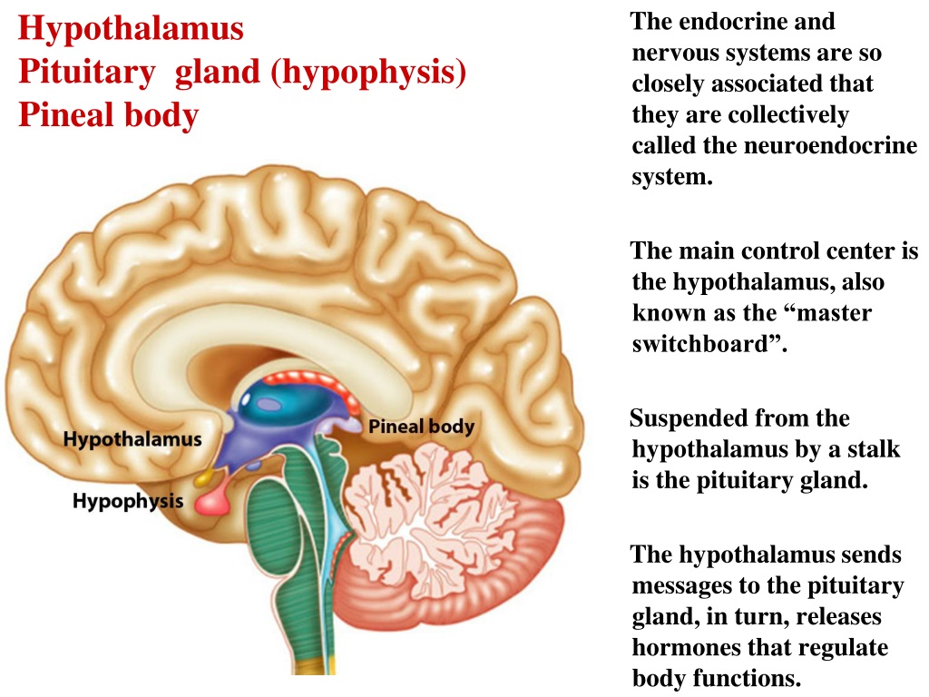 Гипофиз независимые. Pituitary Gland and Pineal Gland. Гипофиз. Гипоталамус анатомия. Hypophysis pituitary.