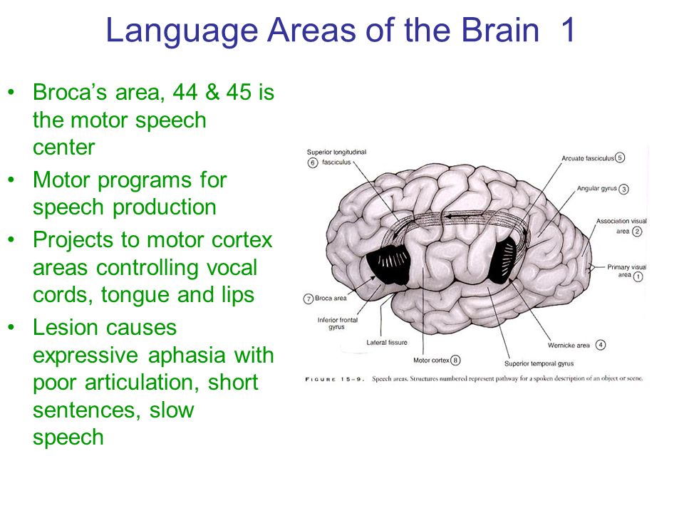 Speech brain. Brain and language. Brain areas. The main language areas in the Brain are. Language Cortex.