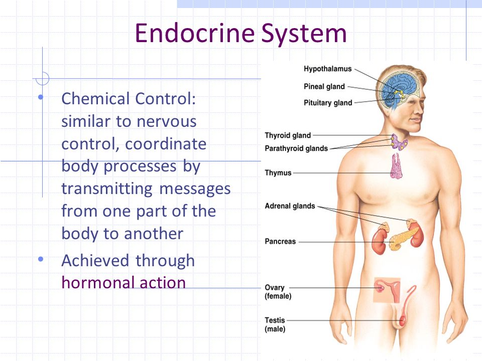 Chemical control. The Human Endocrine System. Endocrine System functions. Endocrine Organs. Endocrine Glands.