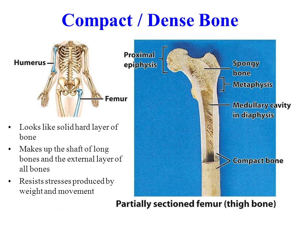 Bone support. Dense Bone. Скаффолд кость. Sematarсухая кость.