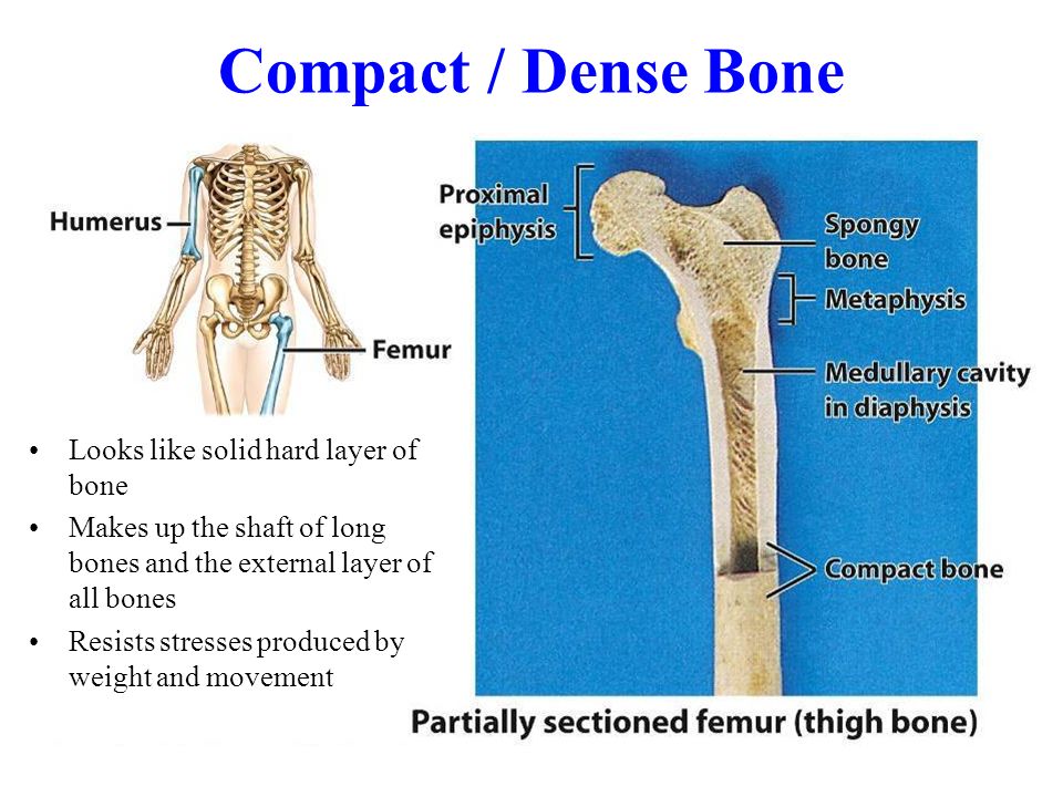 Bone meaning