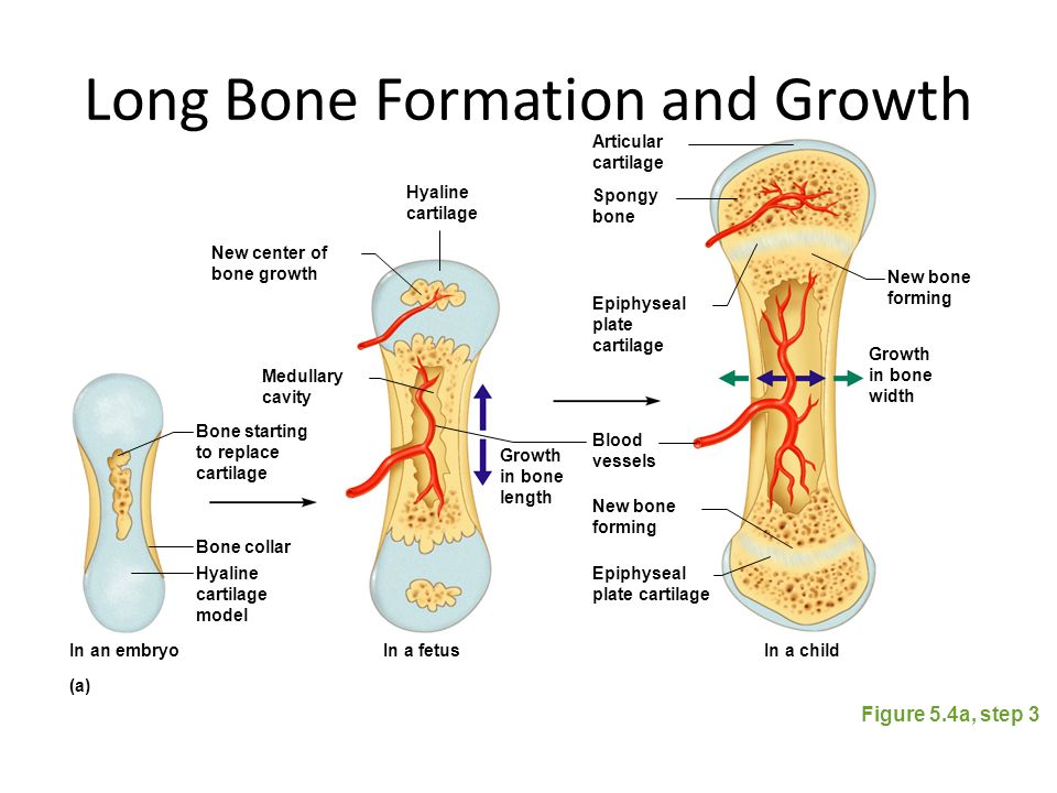 Grounded кость. Long Bone. Физис кости. Epiphyseal Cartilage. Рост и развитие костей.