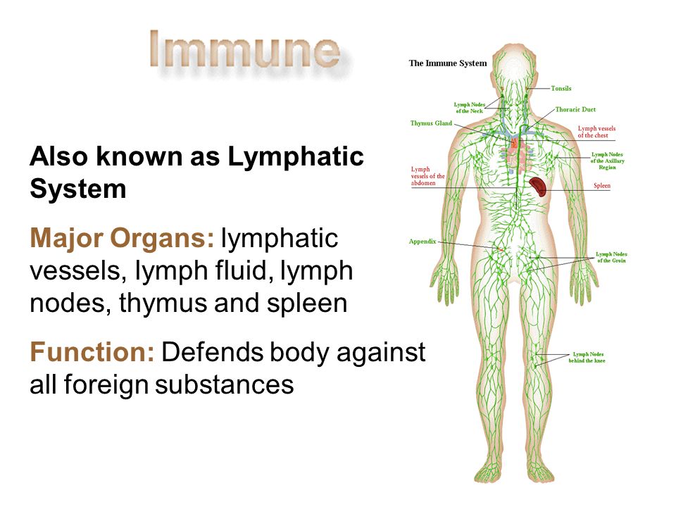 Lymph glands body: Swollen lymph nodes – Mayo Clinic