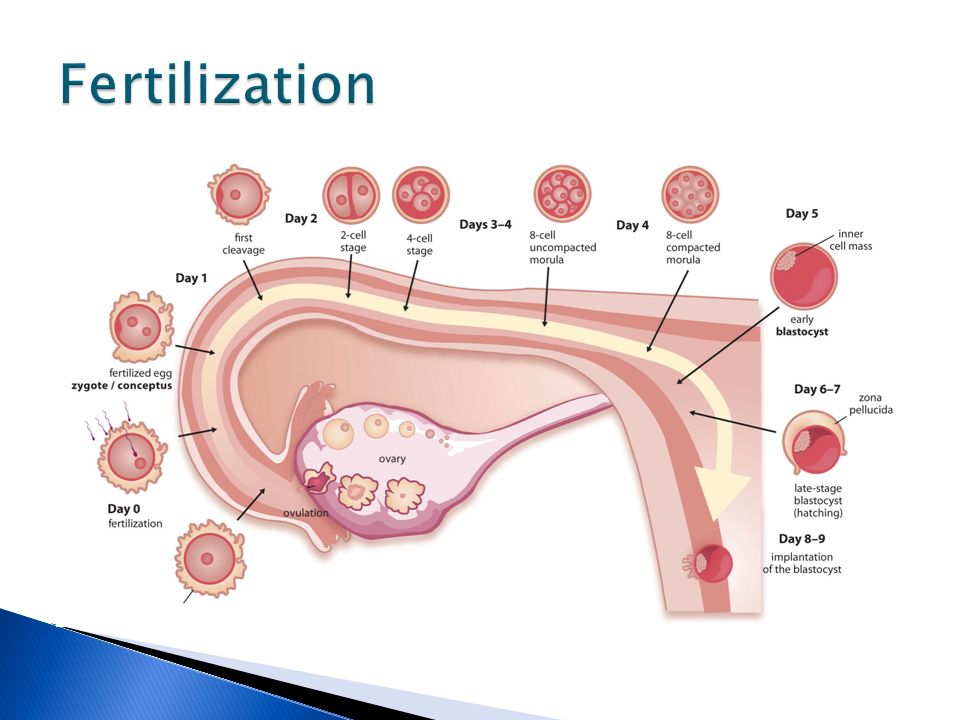 Implantacion ovulo fecundado