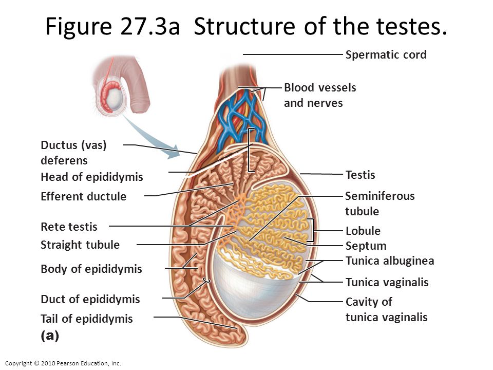 Testis