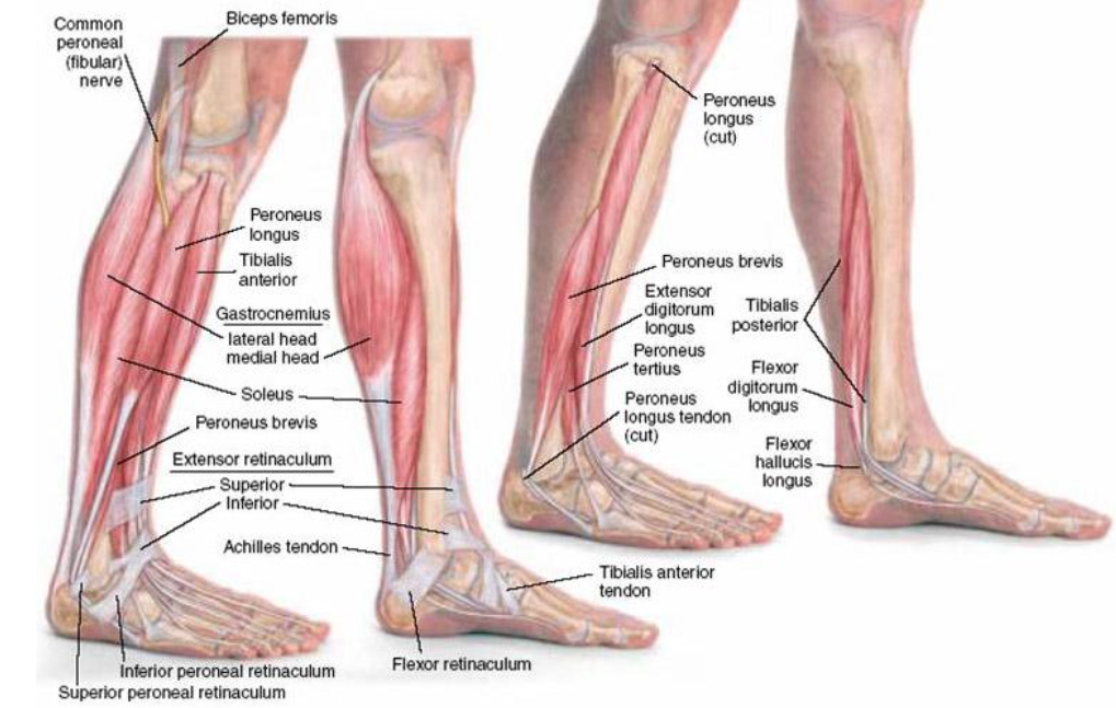 Foot muscle. Икроножная мышца анатомия. Peroneus Longus мышца. Проекция мышц голени на коже. Артерии икроножной мышцы.
