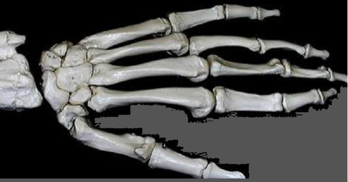 Скелет пальцев человека. Скелет руки. Пальцы скелета. Скелет ладони.