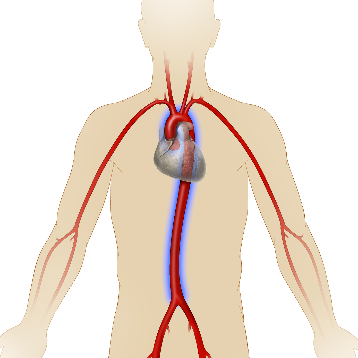 Большая сосуда человека. Восходящая аорта. Артериальная система человека аорта. Расположение аорты у человека. АОВТА.
