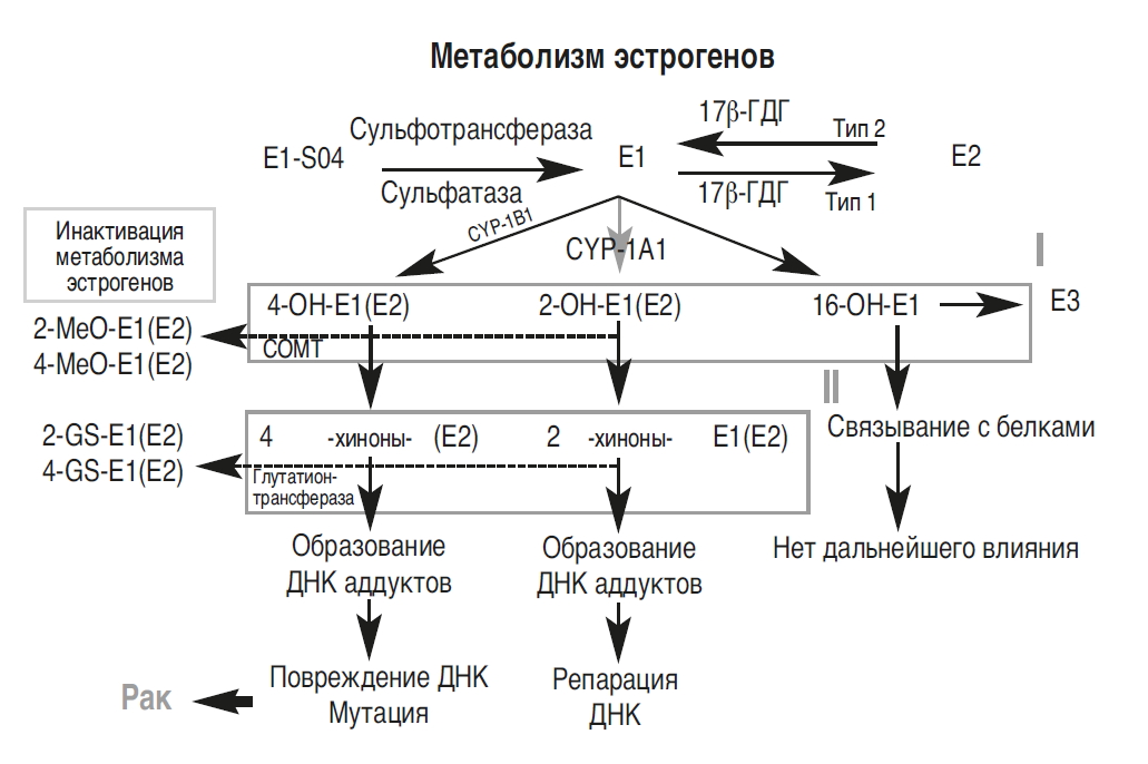 Нарушение обмена веществ у мужчин