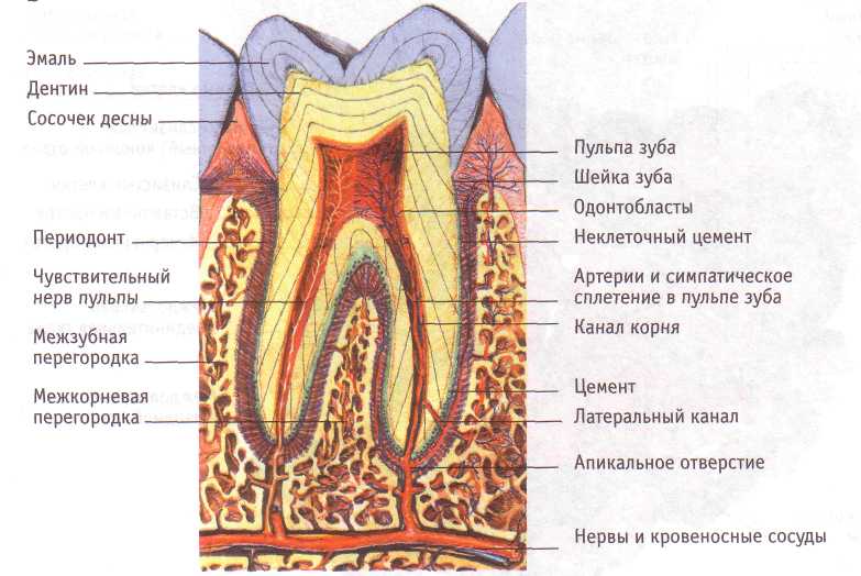 calm-tooth-nerve-pain-what-works-and-what-hurts