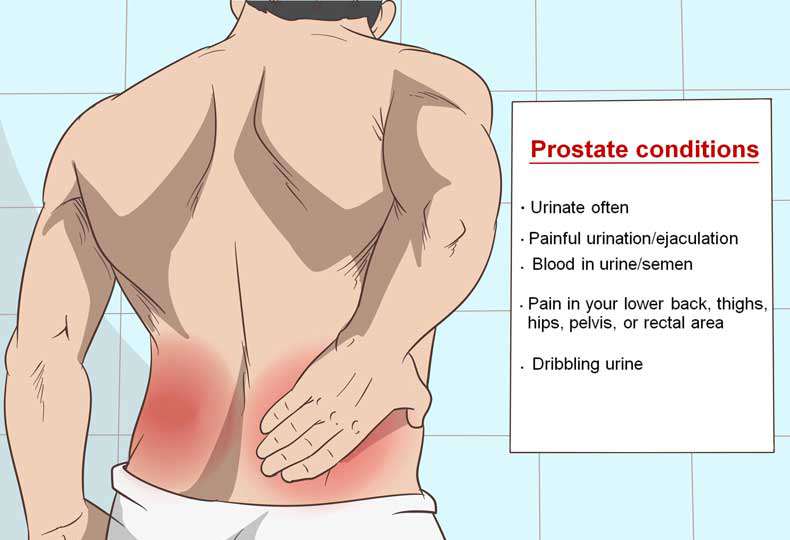 Pain In Testicle And Groin And Lower Back The Request Could Not Be 