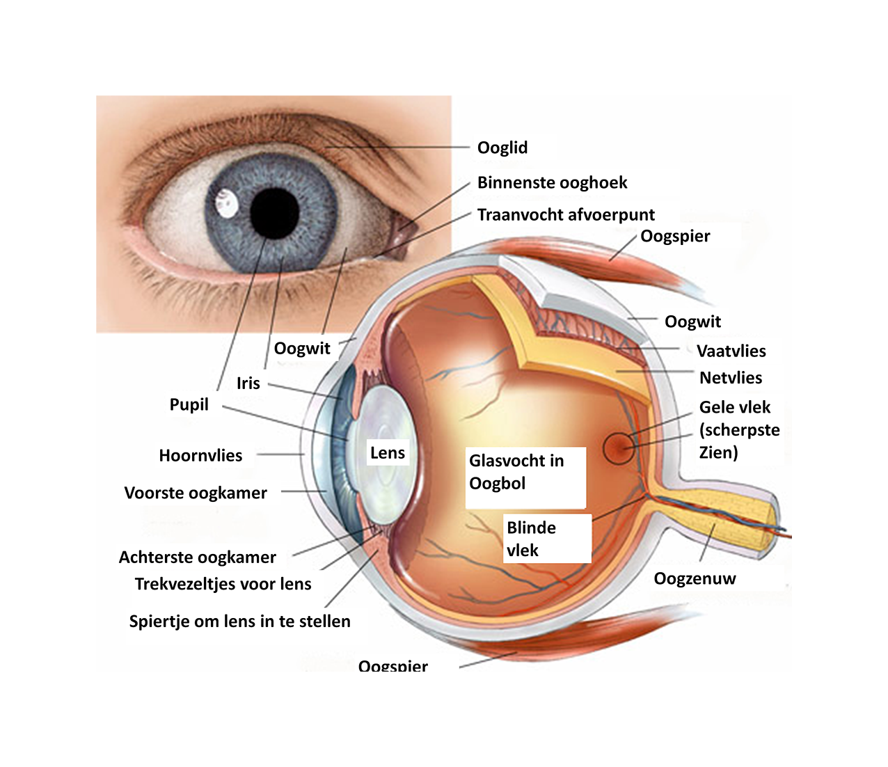 На какой части глазного яблока образуется изображение. Строение глаза человека анатомический атлас. Строение глаза в разрезе анатомия. Схема глазного яблока человека. Строение глазного яблока.
