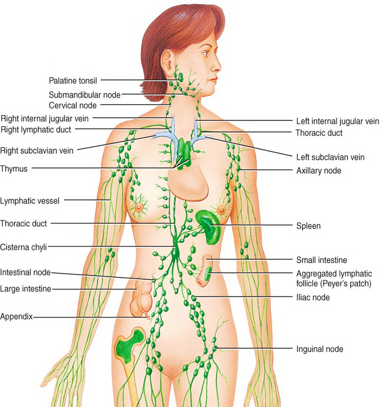 Система лимфоузлов человека. Лимфоузлы расположение в организме. Лимфоузлы человека схема. Лимфы узлы на теле человека. Лимфатические узлы на теле человека схема.