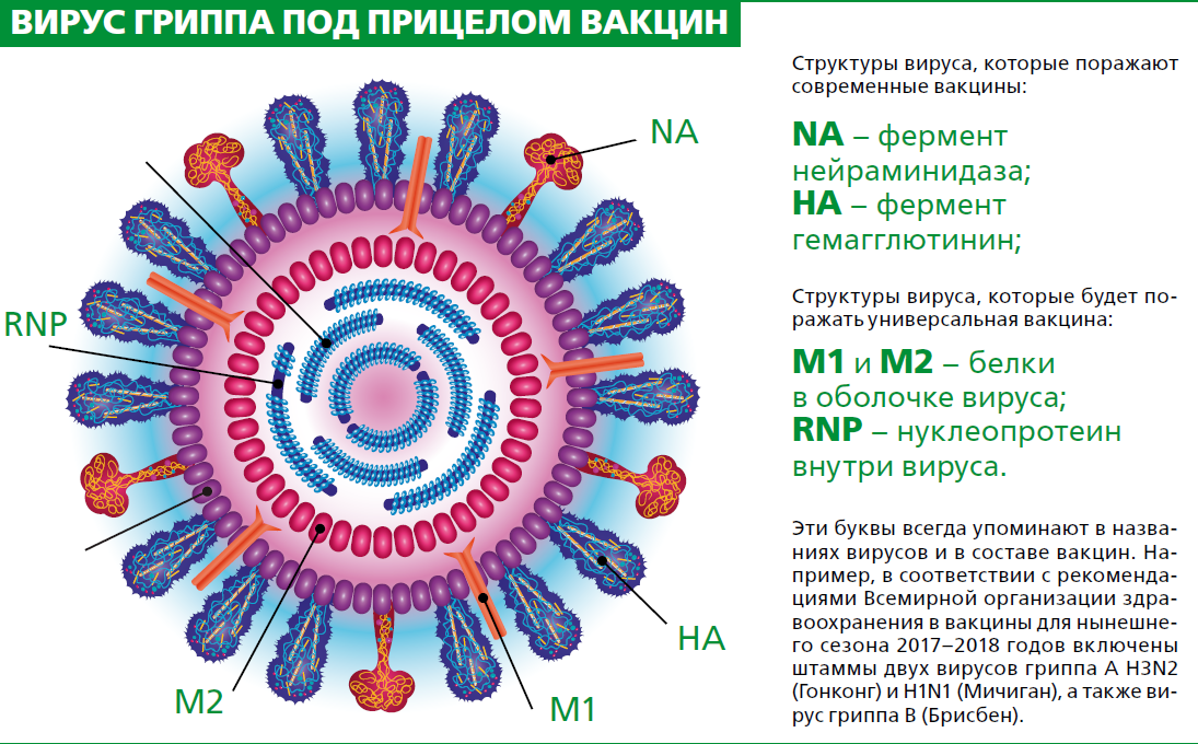 Состав гриппа. Вирус гриппа h1n1 строение. Структура вируса свиного гриппа. Структура вируса гриппа микробиология. Схема строения вируса гриппа.