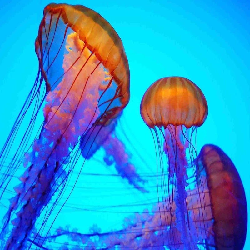 Jellyfish bite rash Jellyfish Sting Home Treatment Michigan Medicine