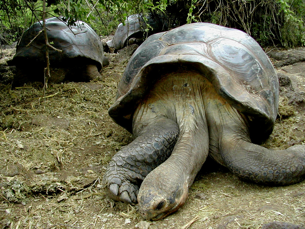 Слоновая черепаха среда обитания. Черепаха Дарвина Гариетта. Галапагосские черепахи Дарвин. Галапагосская черепаха. Галапагосские острова черепахи.