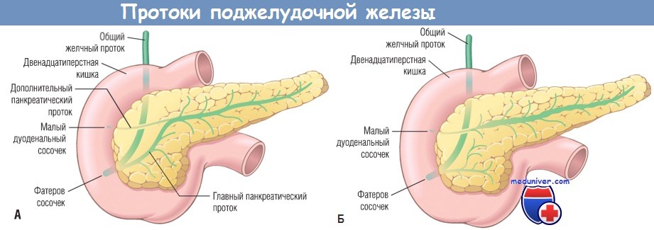 Вирсунгов проток это. Протоковая система поджелудочной железы. Проток поджелудочной железы по автору. Анатомия протоков поджелудочной железы. Главный проток поджелудочной железы.