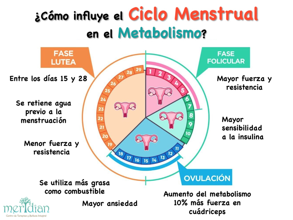 Segunda mitad del ciclo menstrual