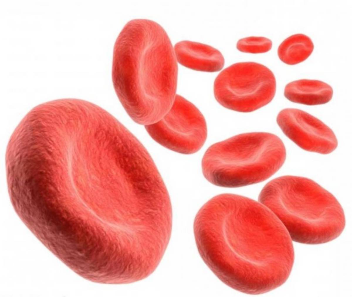 Анемия 2024. Эритроциты и гемоглобин в крови. Клетки крови гемоглобин. Клетки крови эритроциты. Эритроциты красные кровяные клетки.