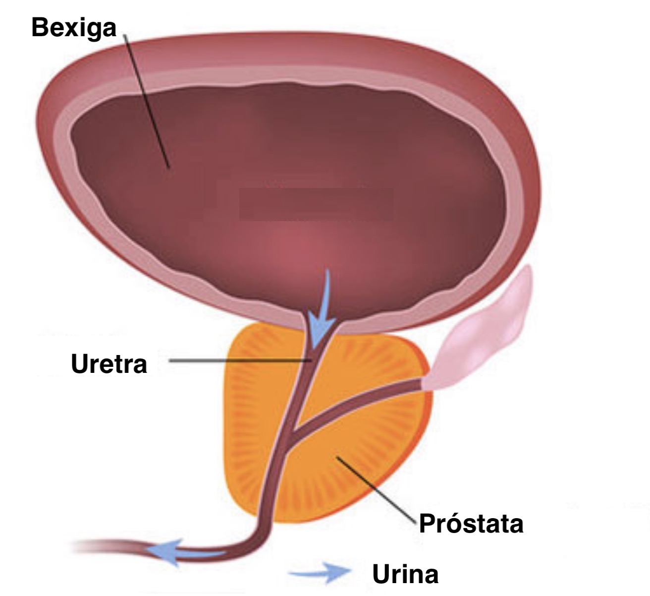 Давит на простату. Гиперплазия предстательной железы. Предстательная железа анатомия. Простата рисунок. Мочевой пузырь и предстательная железа.